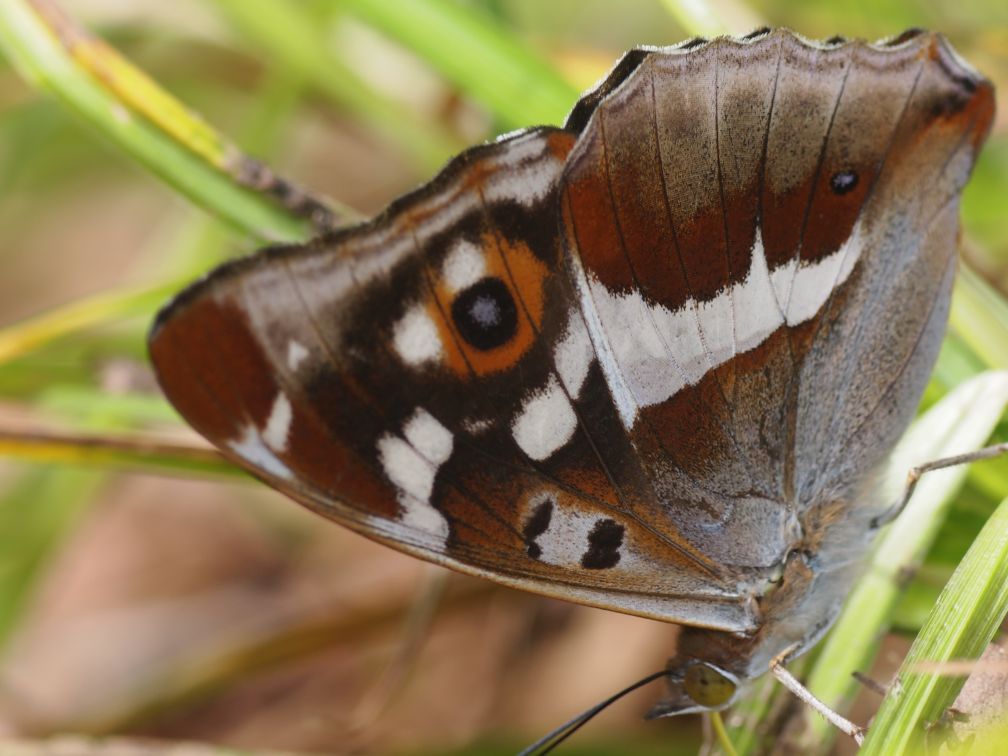 Großer Schillerfalter